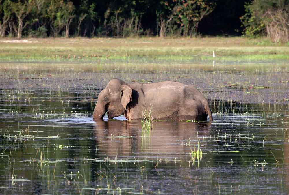 Unique Wildlife